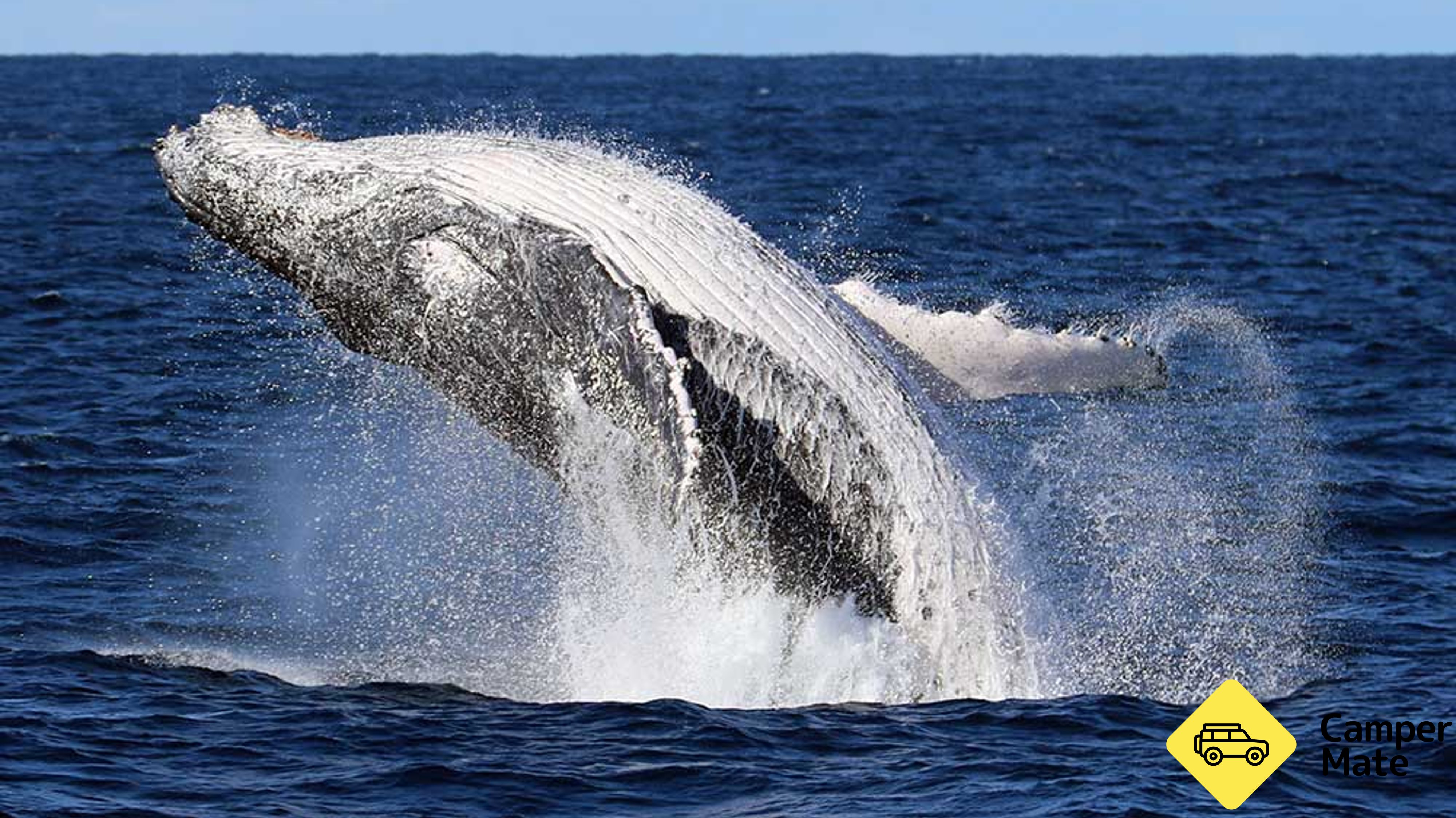 Whale Watching Cruise from Shell Cove
