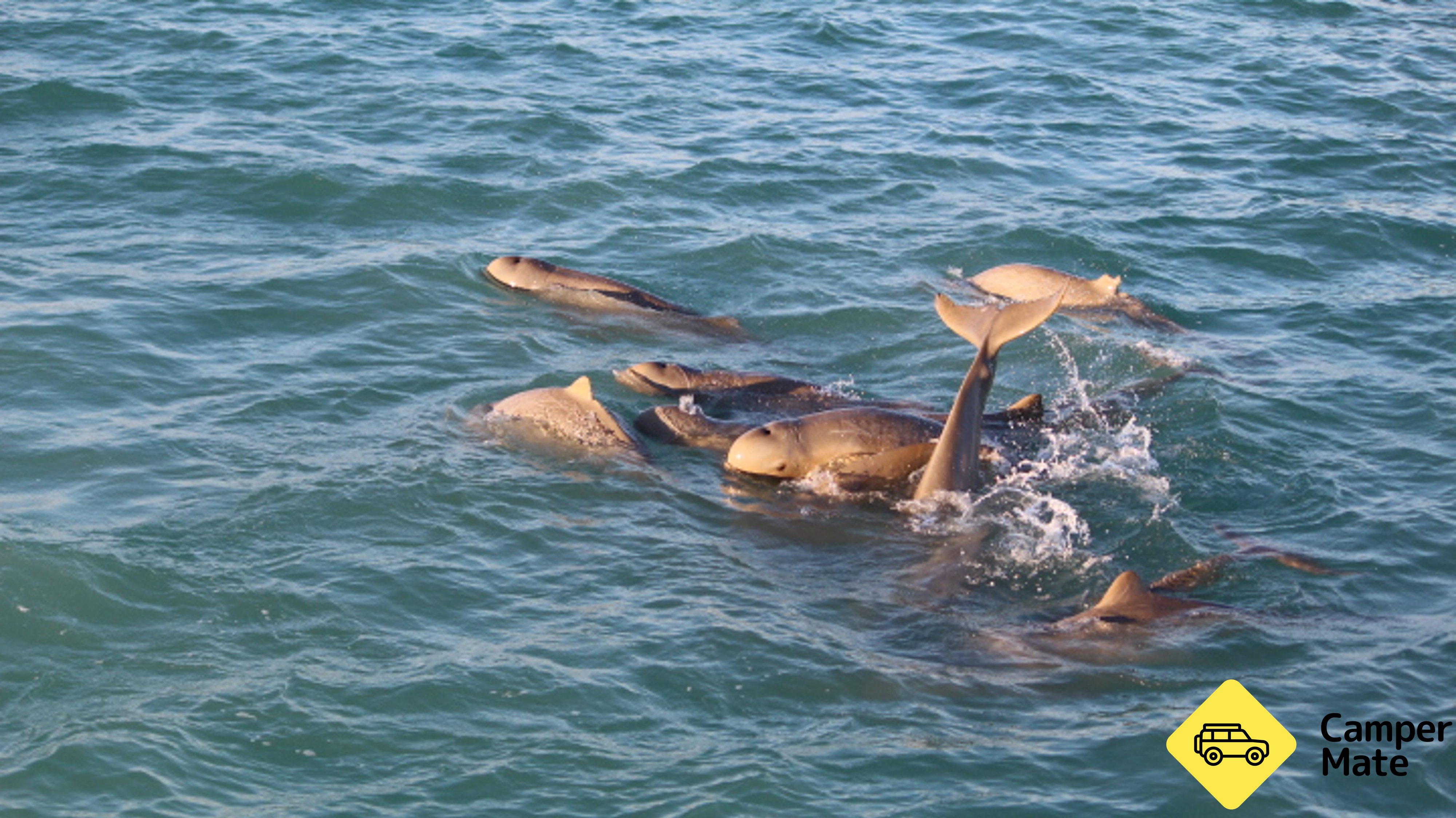 Manta ray and Snubfin Dolphin Safari