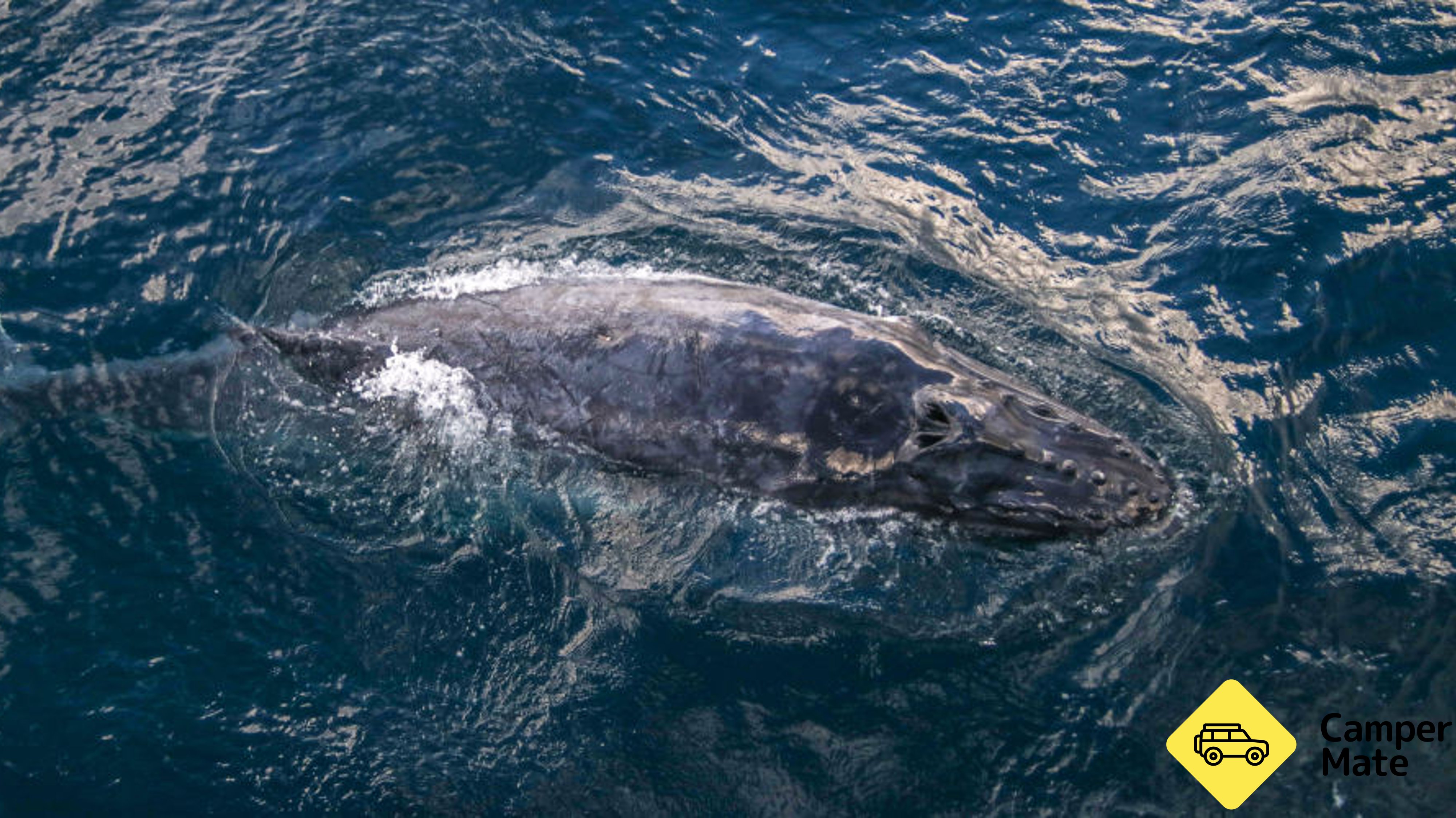 Whale Watching Cruise from Surfers Paradise