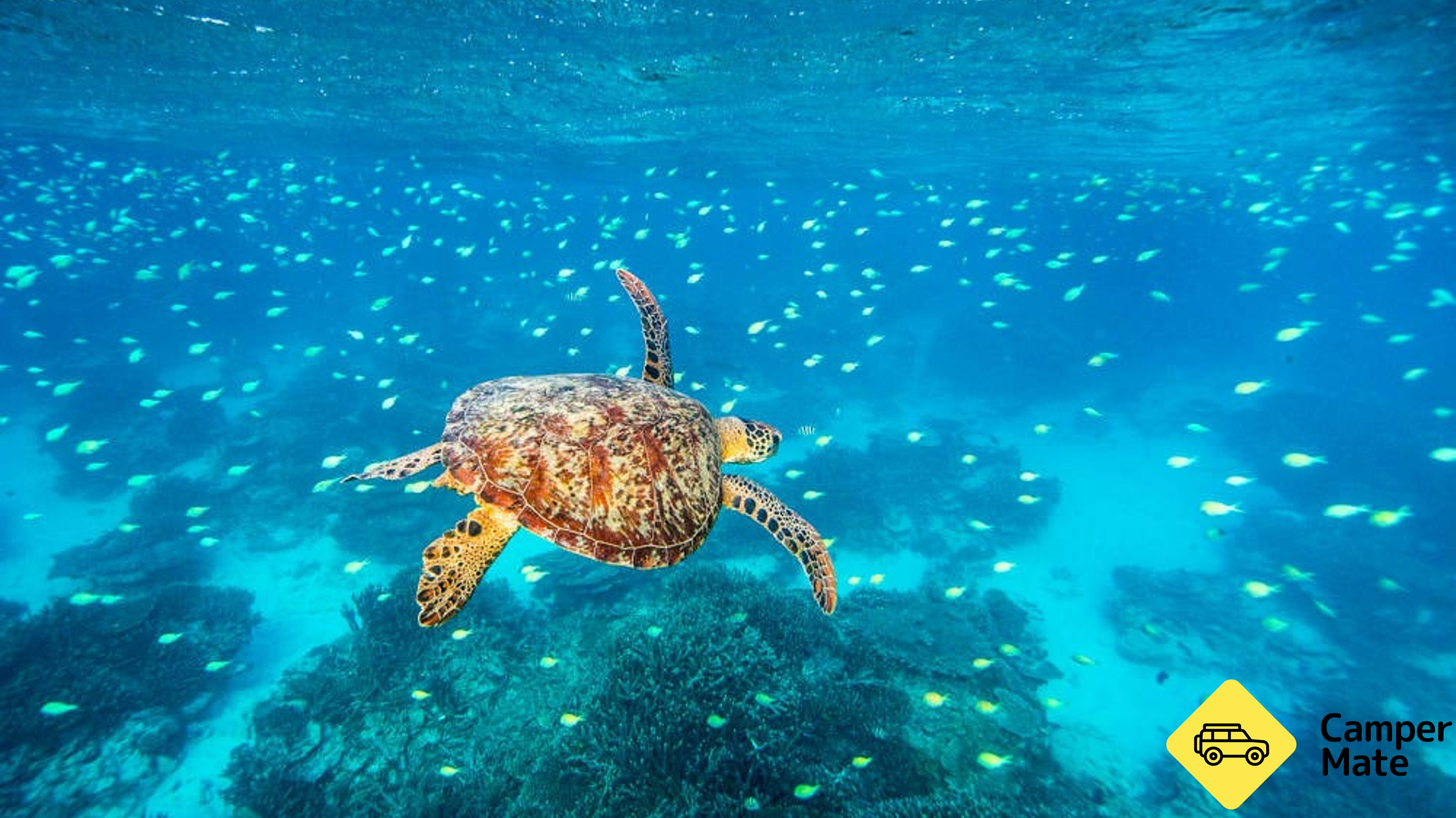 Southern Great Barrier Reef Cruise - Lady Musgrave Island