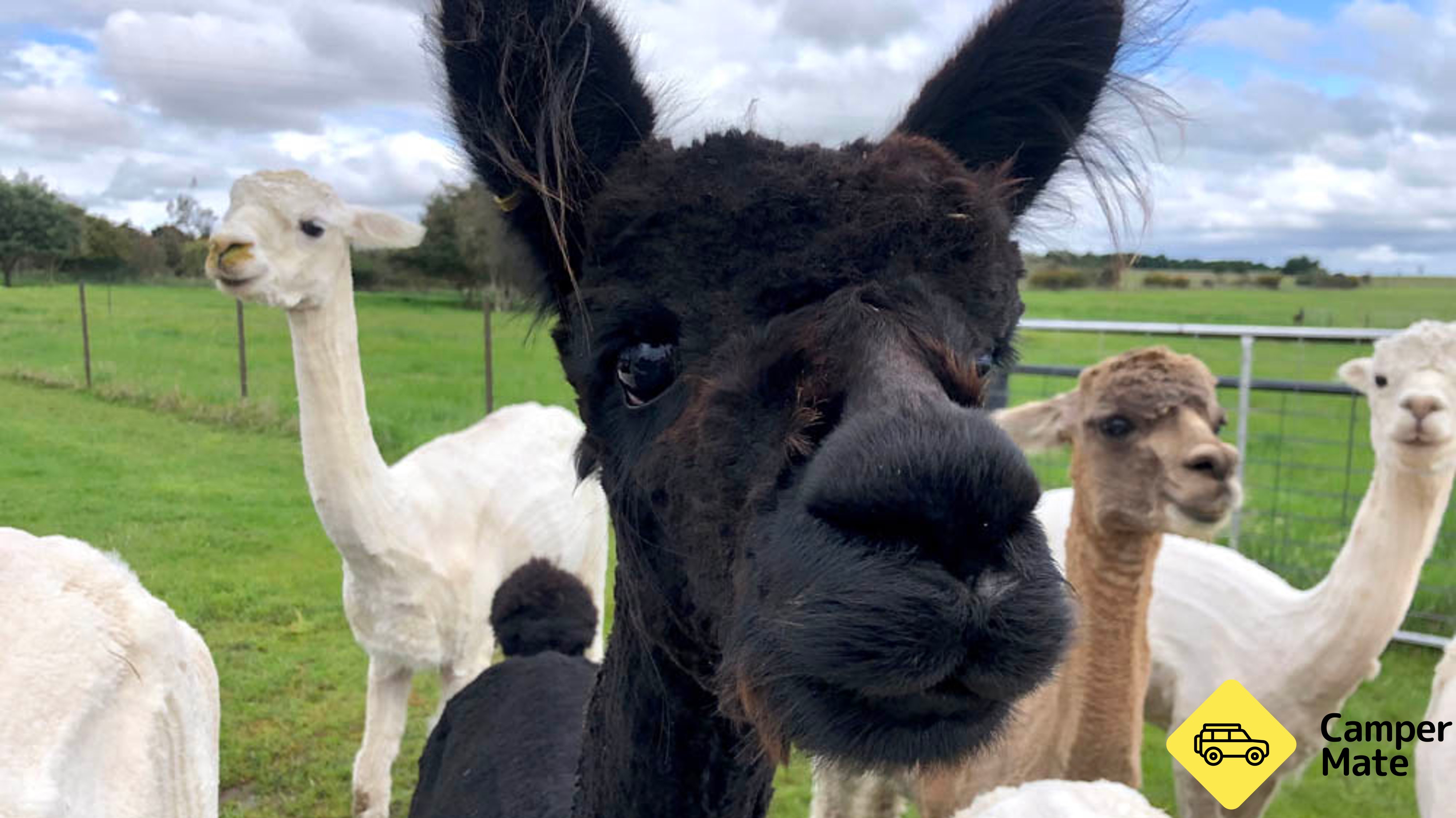 Brunch with the Bunch Alpaca Experience