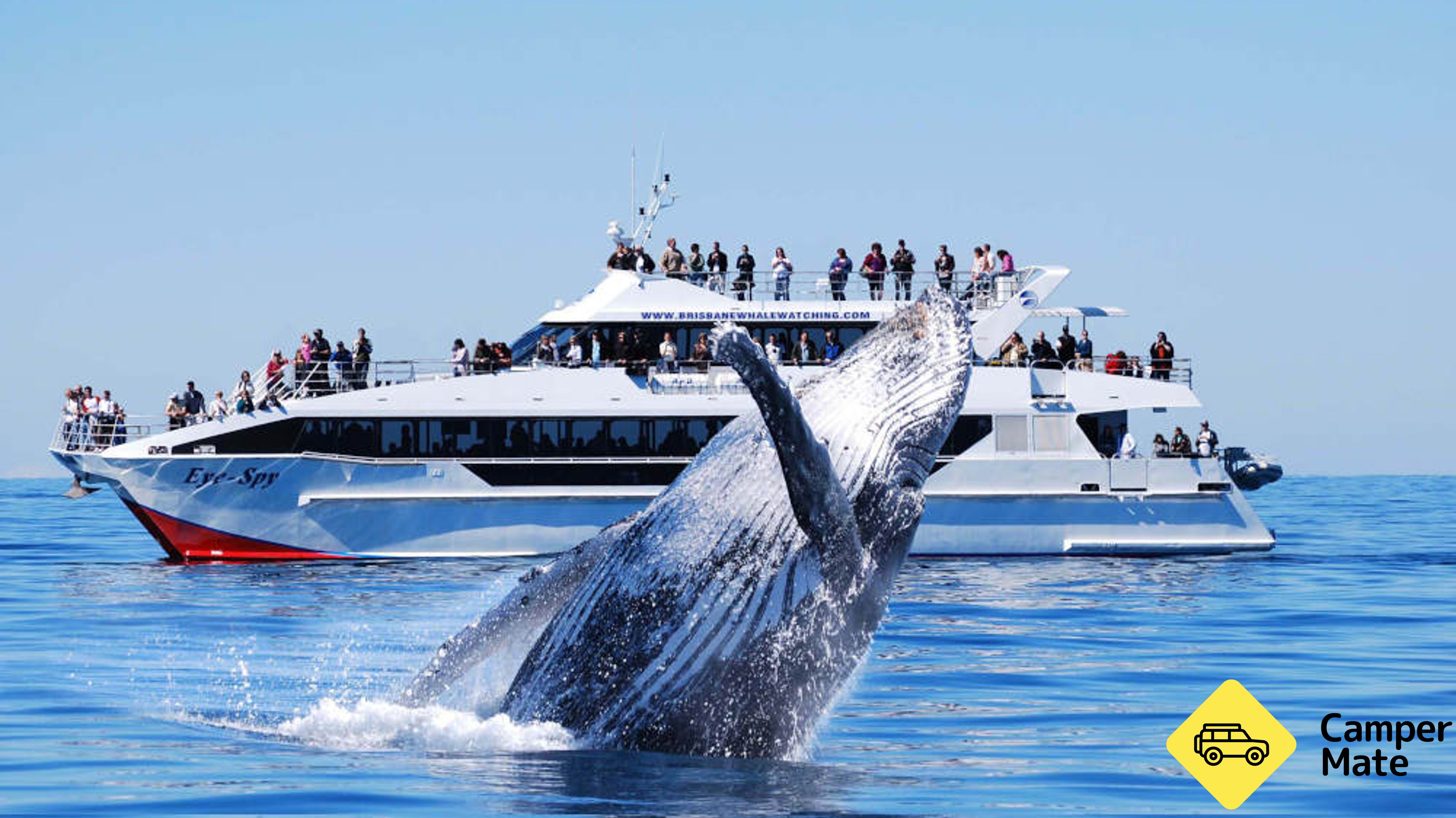 Brisbane Whale Watching Cruise