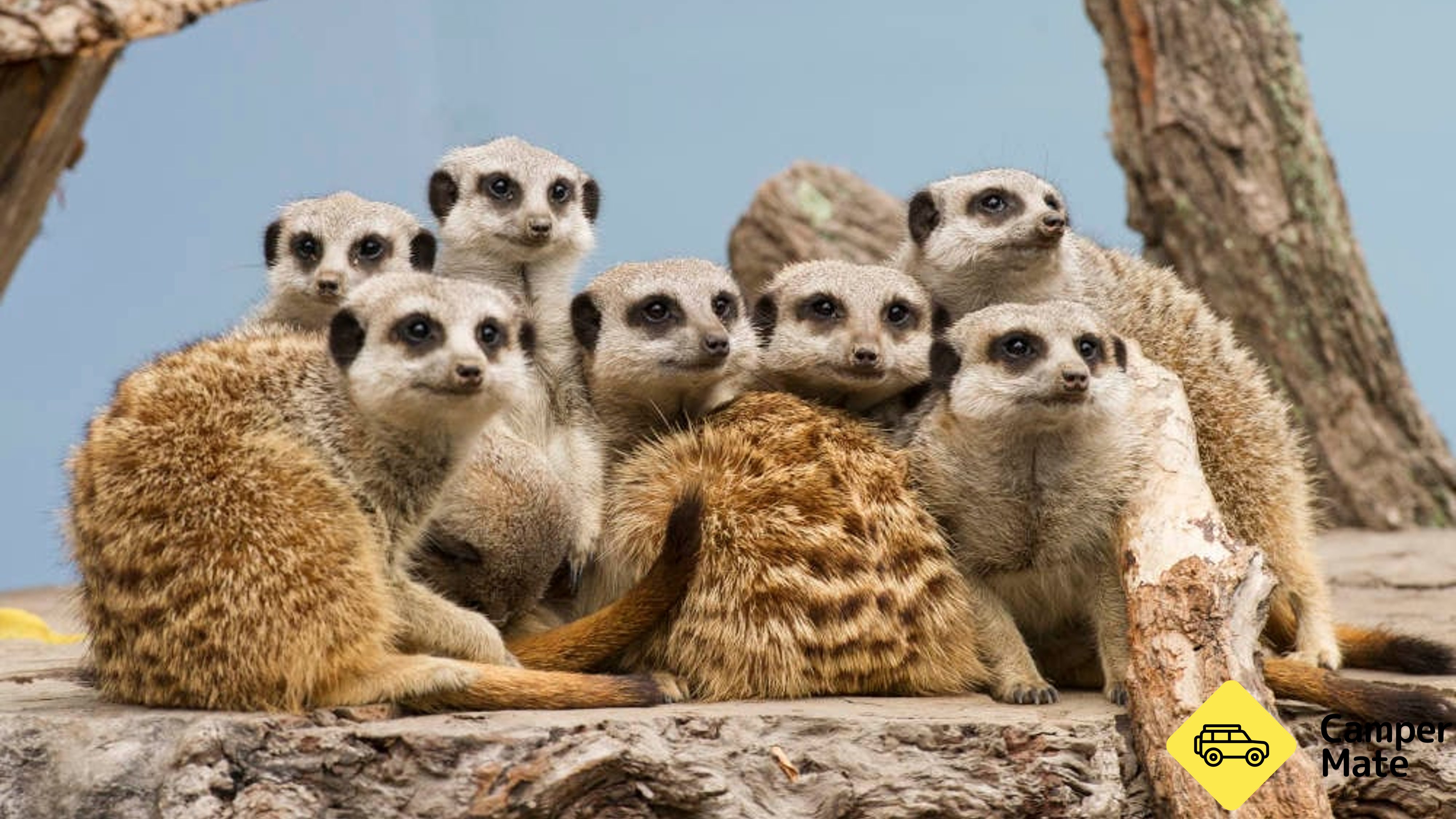 Mogo Wildlife Park Entry