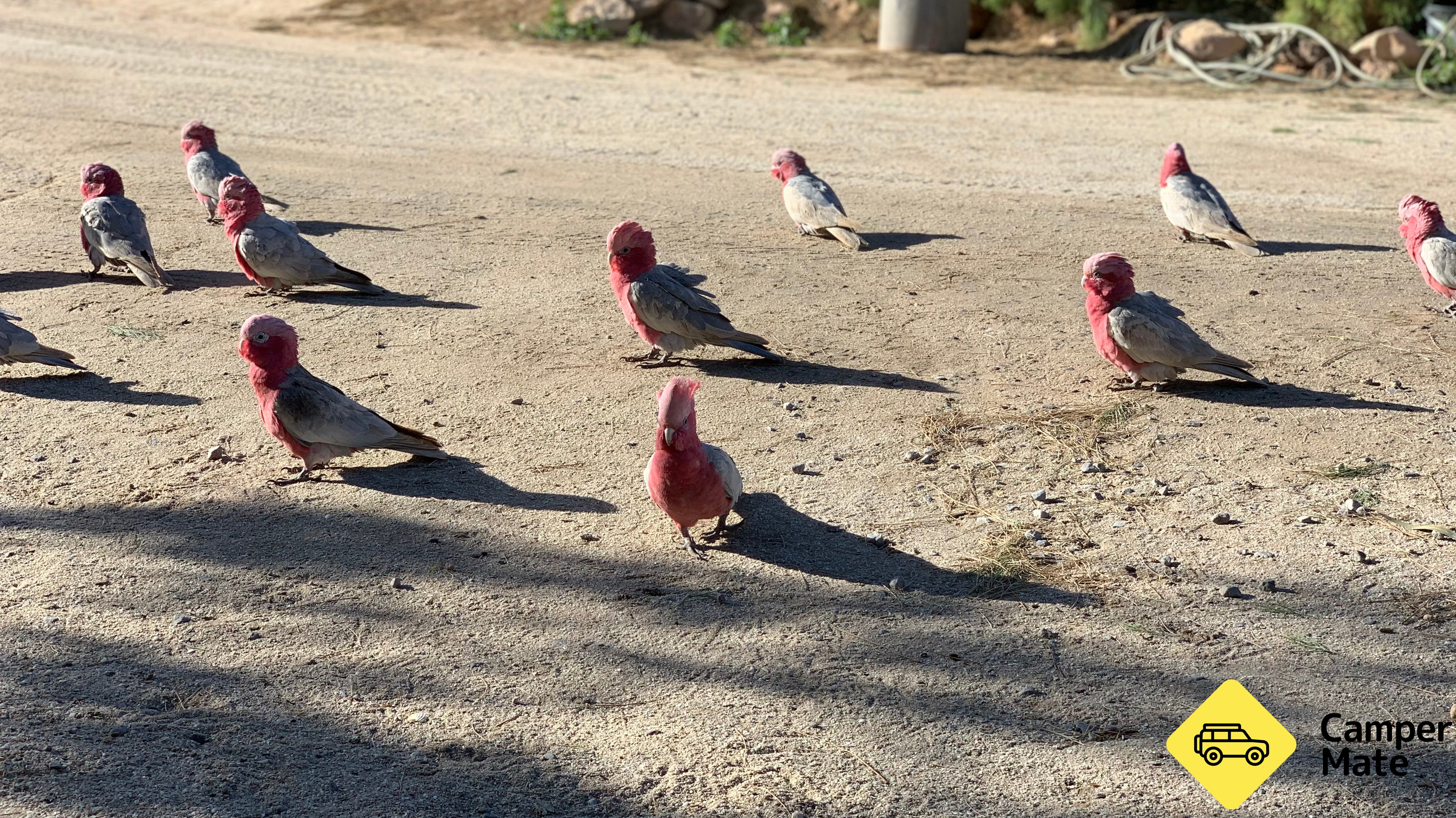 Blue Dolphin Caravan Park and Holiday Village