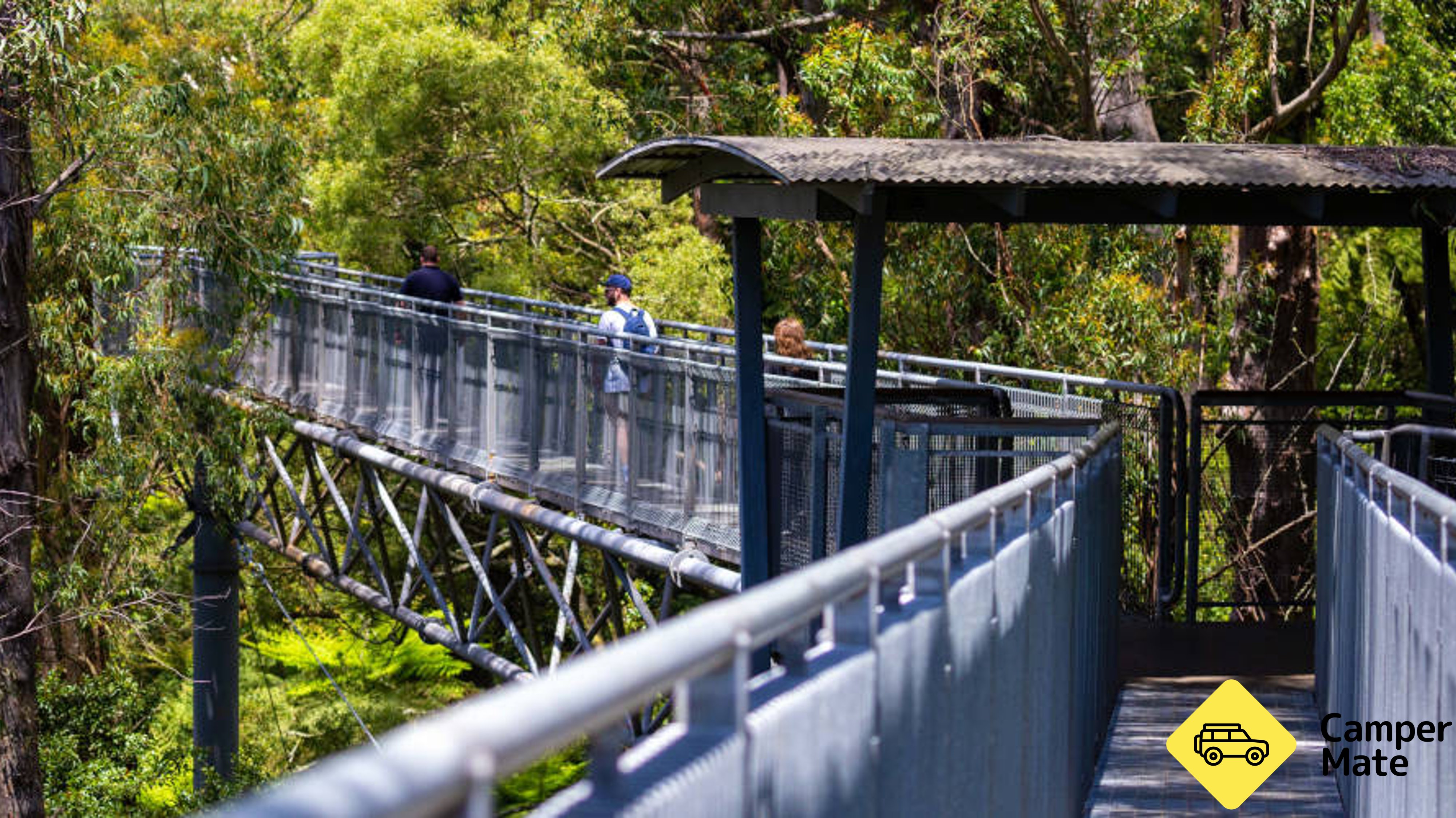 Illawarra Fly Treetop Walk
