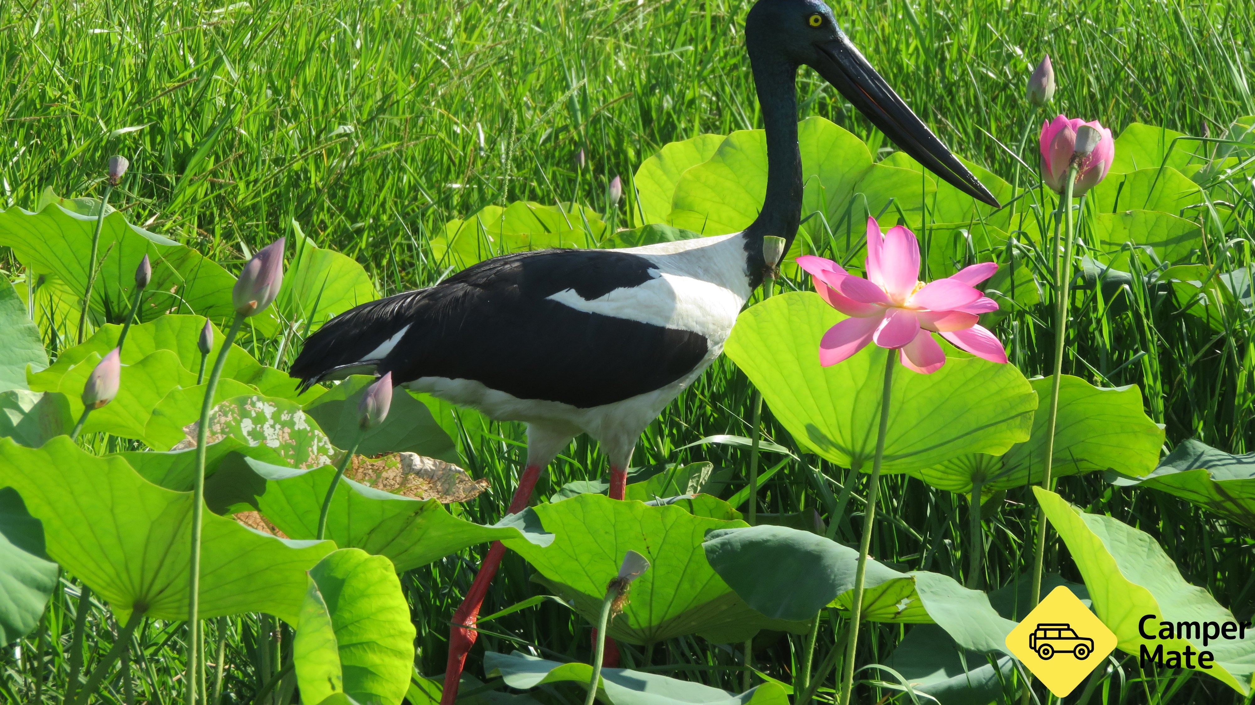 Corroboree Billabong Wetland Cruises