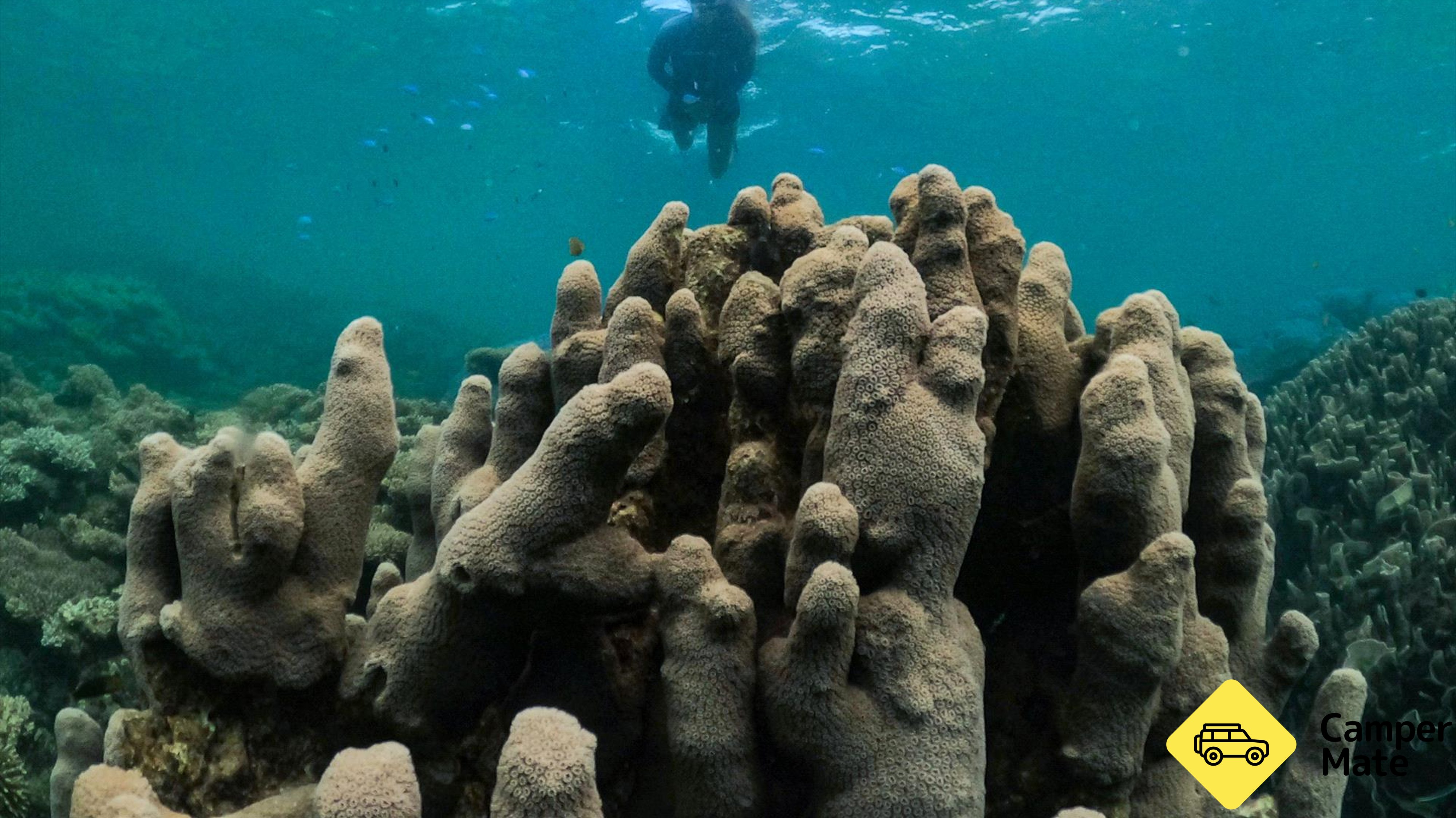 Turtle Tour by Sea Kayak and Snorkel Tour