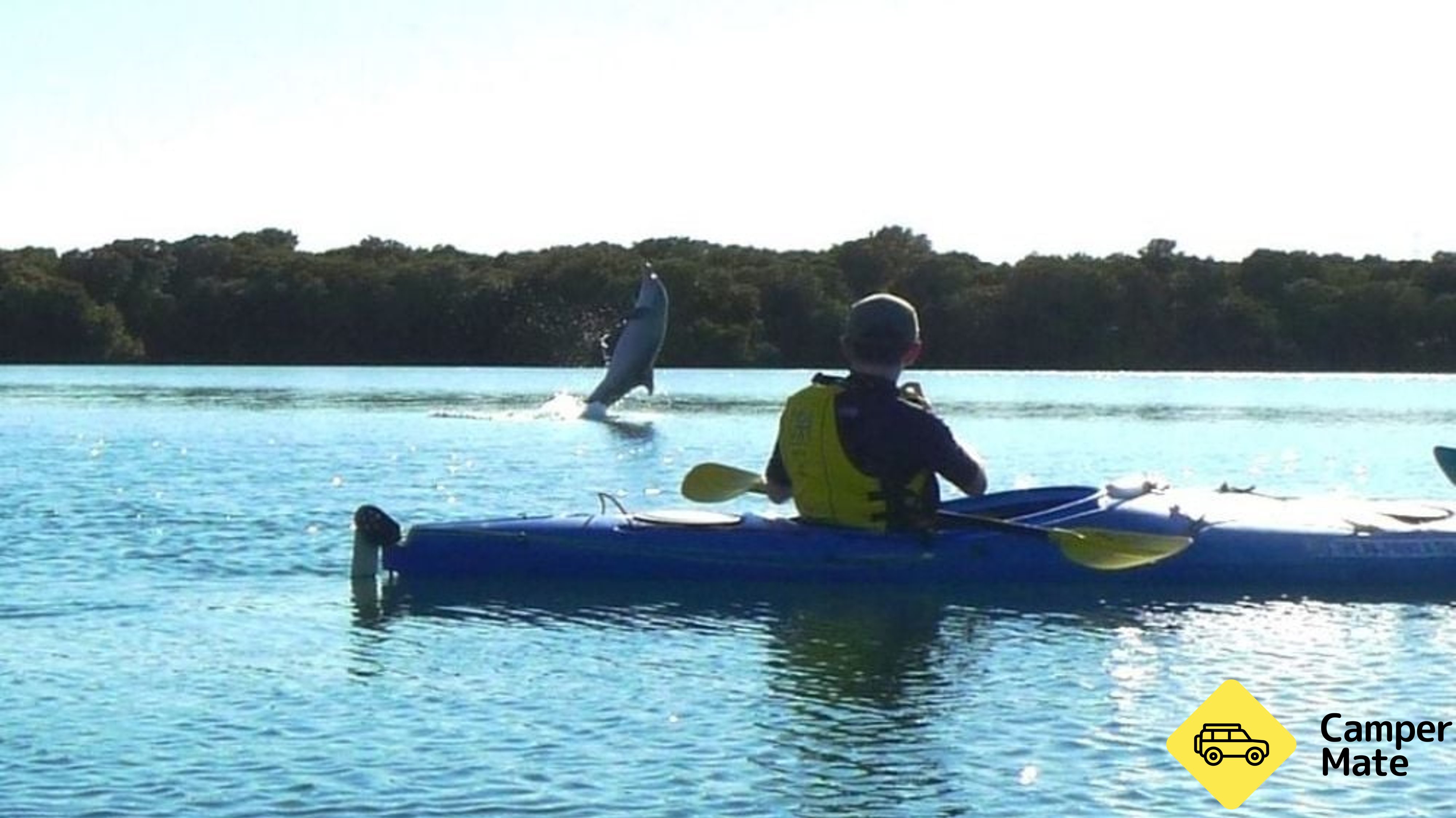 Dolphin Sanctuary & Ships Graveyard Kayak Tour