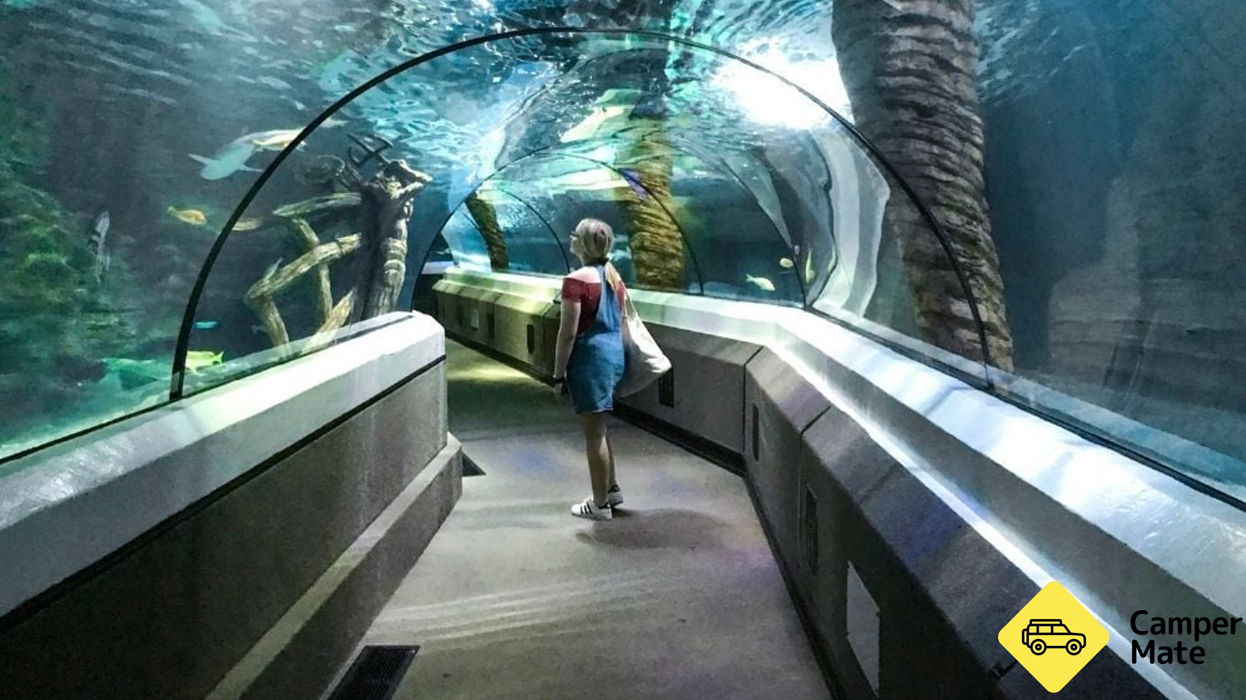 Sea Life Sunshine Coast